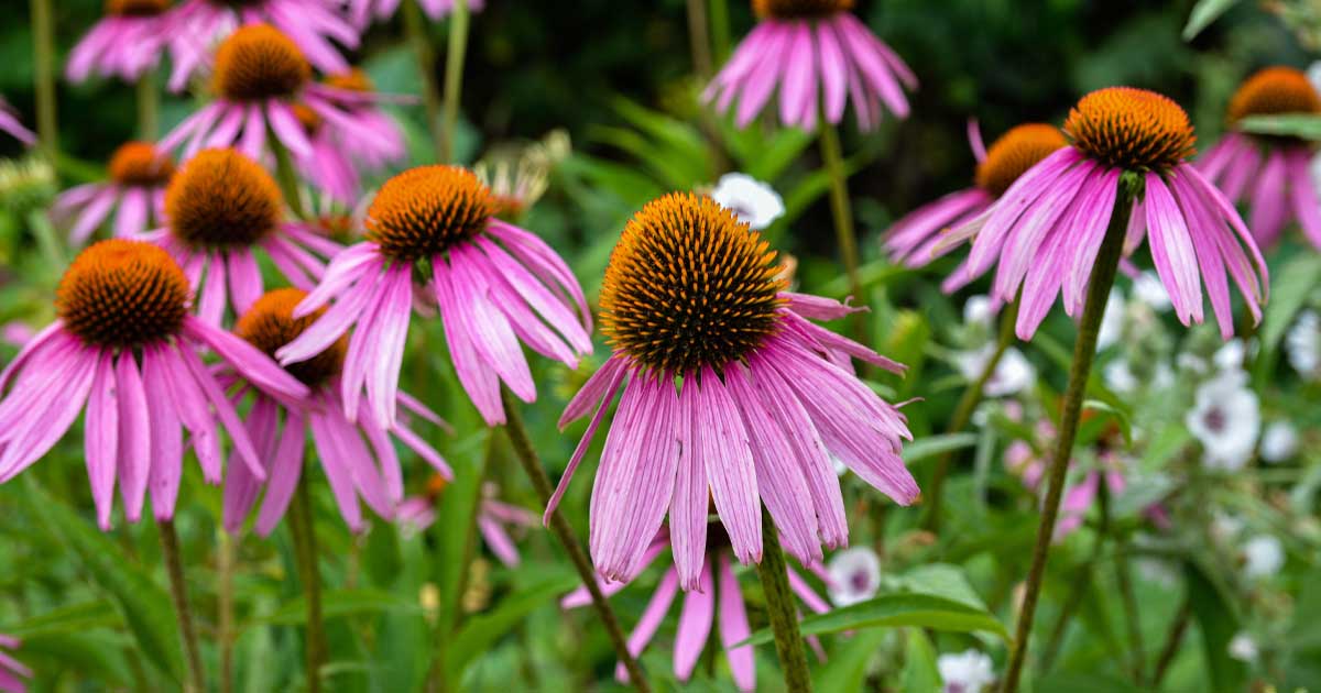 echinacea